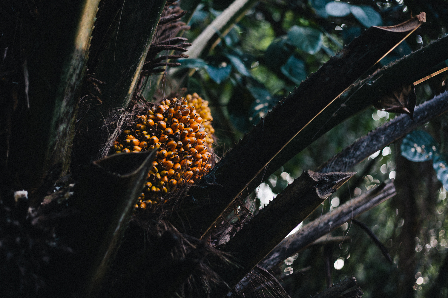 costa rica fruit-1